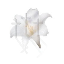 Easter Lily with three crosses